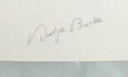 Wild Flowers of the Southern Namib