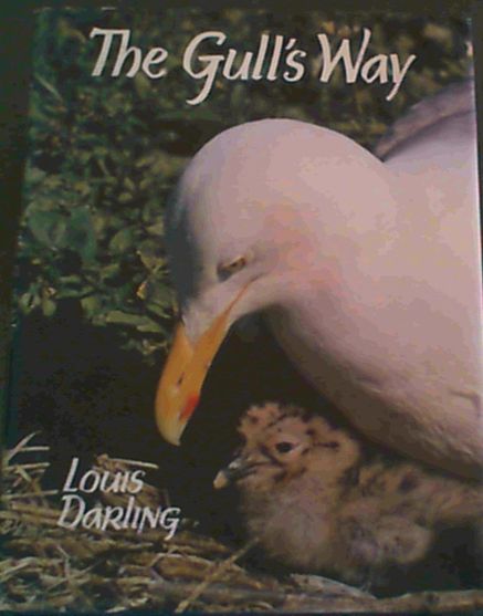 The Gull's Way