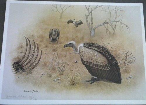 Wild Life Prints : Bronwen Mellor - Limited