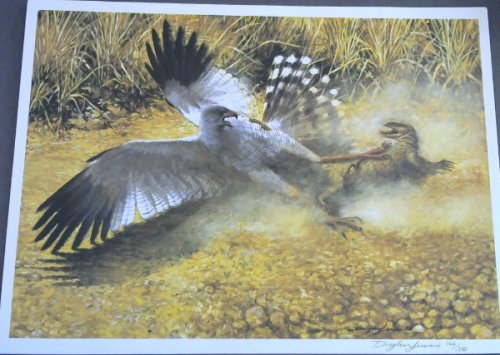 Wild Life Prints : Dylan Lewis - Limited
