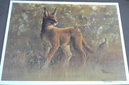 Wild Life Prints : Alan Ainslie - Limited