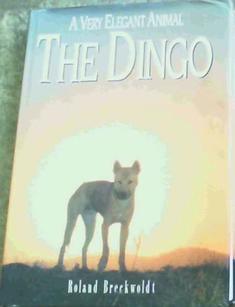 A Very Elegant Animal Dingo :The Dingo