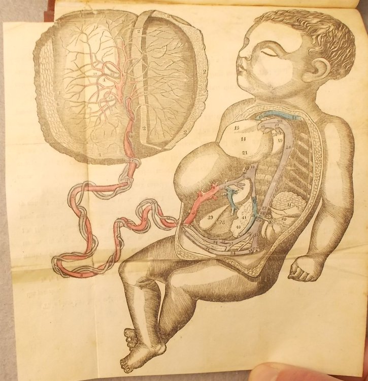 The Midwife's Practical Directory; Or, Woman's Confidential Friend: Comprising Remarks on the Various Casualties, and Forms of Disease, Preceeding, Attending and Following the Period of Gestation