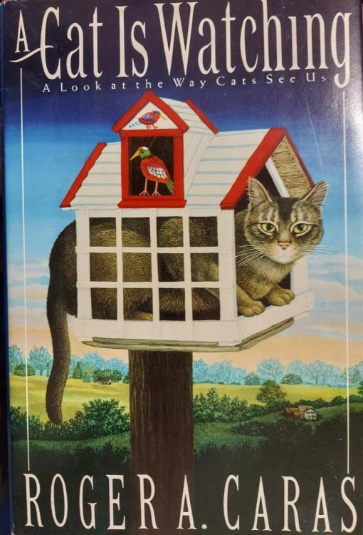 Image for A Cat Is Watching: A Look at the Way Cats See Us A Cat Is Watching: A Look at the Way Cats See Us