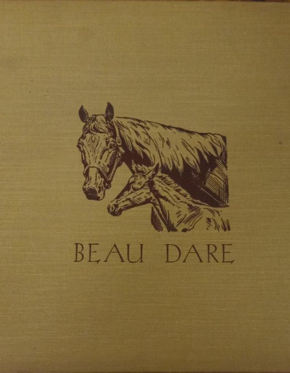 Beau Dare : American Saddle Colt