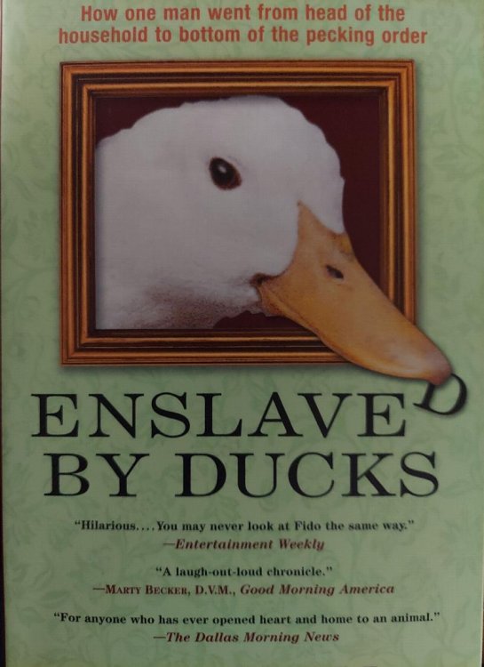 Enslaved By Ducks
