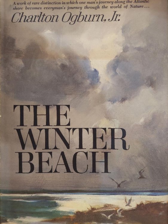 The Winter Beach