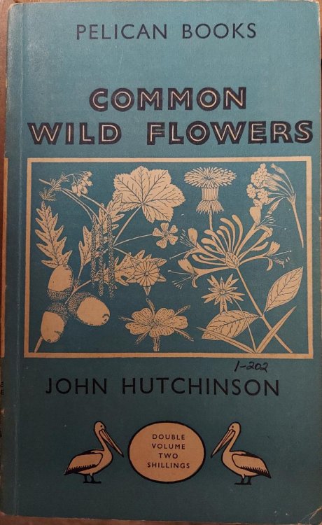 Common Wild Flowers