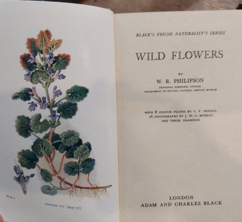 Wild Flowers (Black's Young Naturalist's Series)