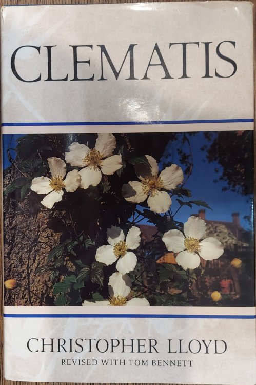 Clematis