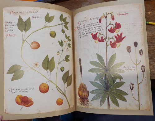 The Illustrated Herbal