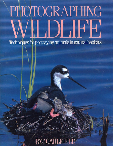 Photographing Wildlife
