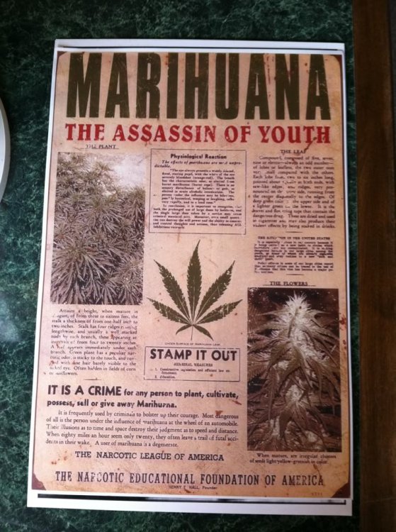 Marihuana Assassin of Youth Anti Drug Poster by n/a