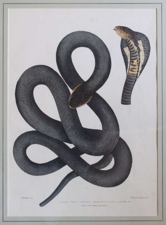 Black Cobra Capello. Naia Tripudian S. var Nigra.