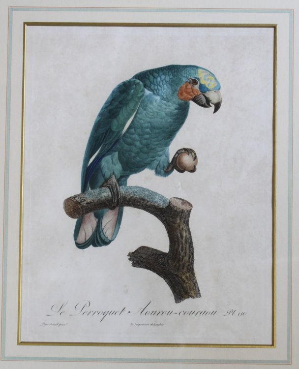 Histoire Naturelle des Perroquets - Plate 110. Le Perroquet Aouro-courouy.