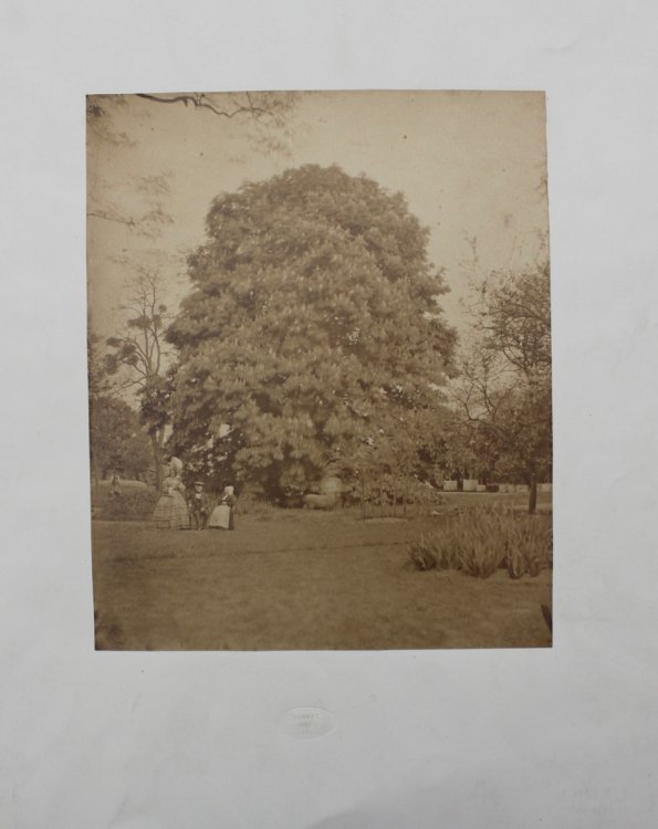 Tree in a landscape setting with elderly couple and daughter.