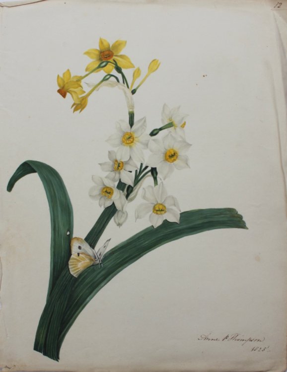 Narcissi [and butterfly] by Anne P. Thompson.