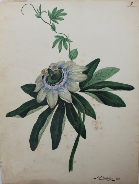 Exotic Flower, by A. F. Knatchbull.