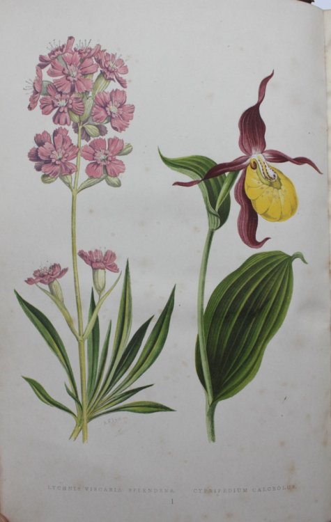 Alpine Plants: Figures and Descriptions of Some of the Most Striking and Beautiful of the Alpine Flowers.