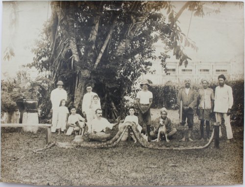 Photograph of a [Reticulated] Python.