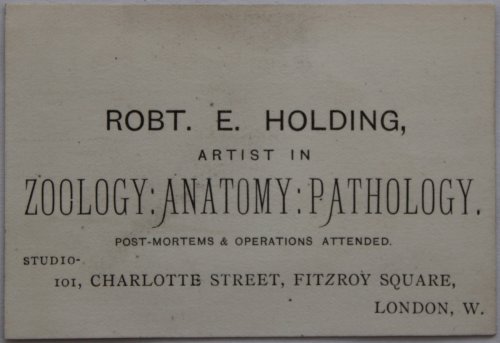 Image for Artist in Zoology: Anatomy: Pathology. Artist in Zoology: Anatomy: Pathology.