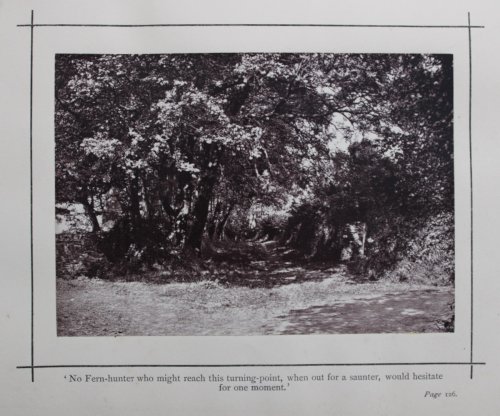 The Fern Paradise: a Plea for the Culture of Ferns. Illustrated Edition (being the fifth).