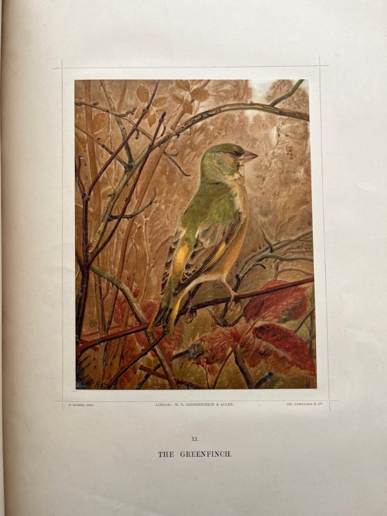 Glimpses of Bird LIfe portrayed with Pen and Pencil.