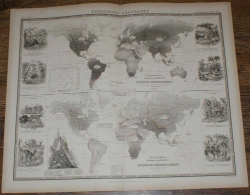Zoological Geography - Division, Distribution and Types of Gnawing and Ruminating Animals