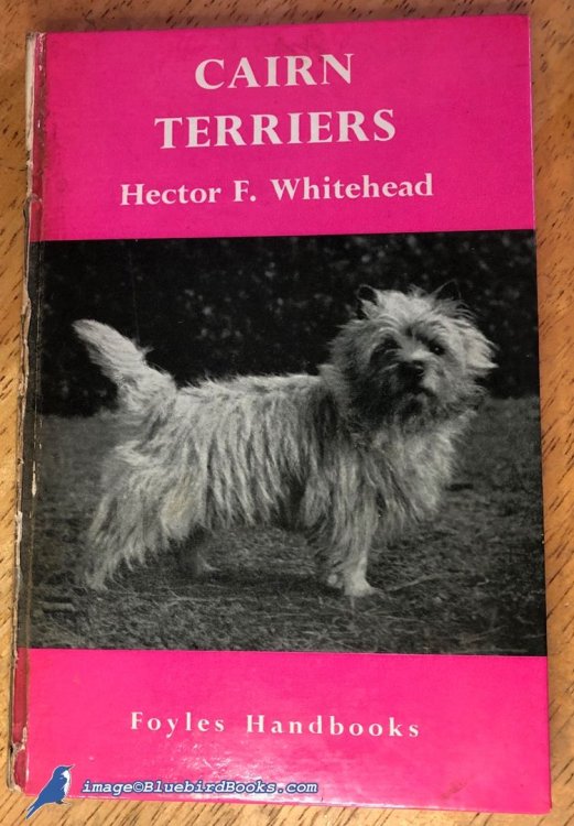 Cairn Terriers