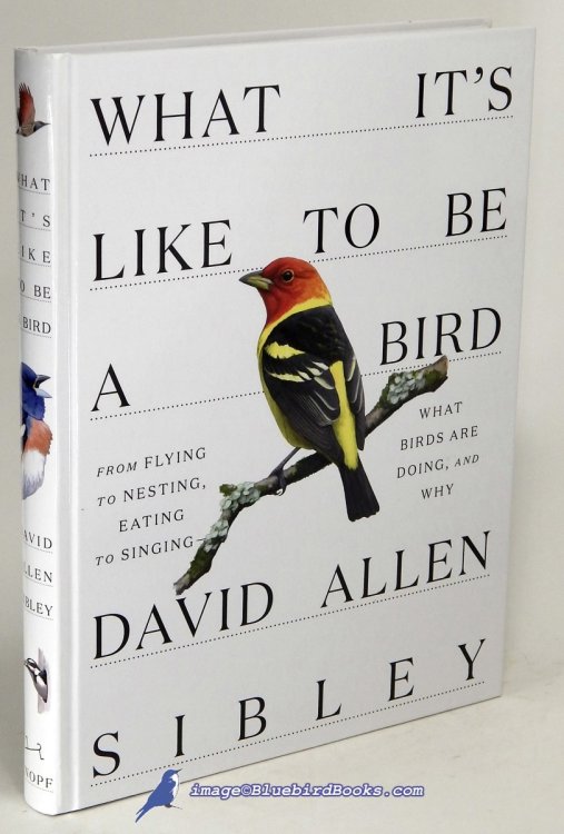 What It's Like to Be a Bird: From Flying to Nesting, Eating to Singing - What Birds Are Doing, and Why
