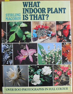 What Indoor Plant is That