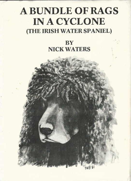 A Bundle of Rags in a Cyclone. (The Irish Water Spaniel)