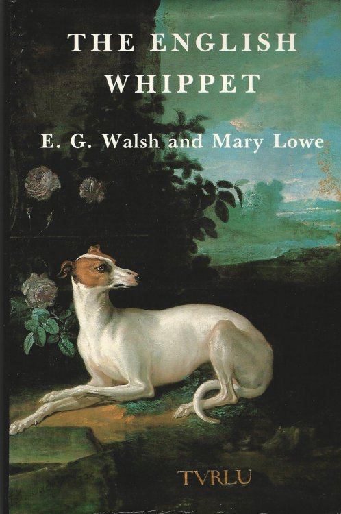 English Whippet
