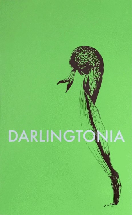 Darlingtonia