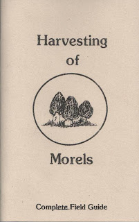 Harvesting Morels