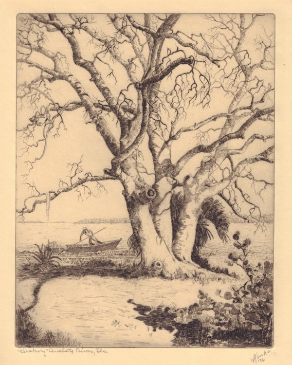Hickory Tree (Amelote River, Florida), 1936