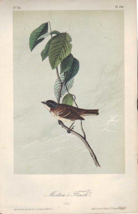 Morton's Finch. Male.