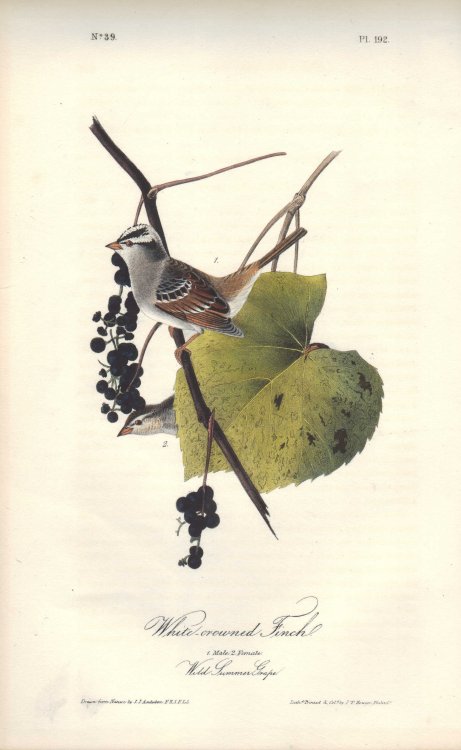 White-crowned Finch