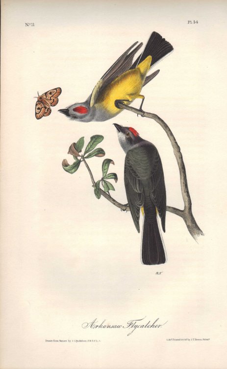 Arkansaw Flycatcher