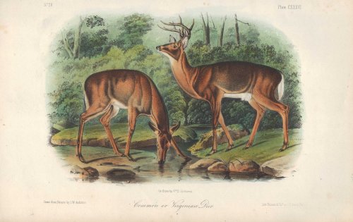 Common or Virginian Deer