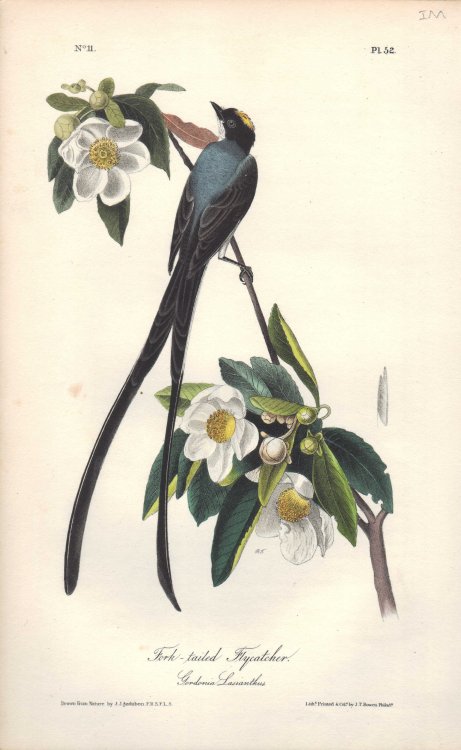 Fork-tailed Flycatcher