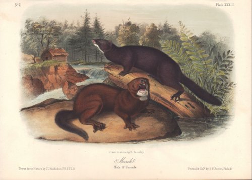 Mink