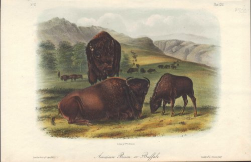 American Bison or Buffalo