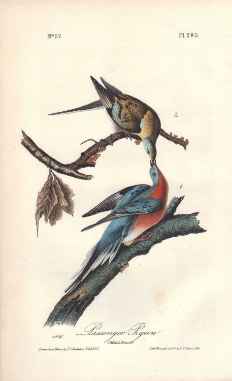 Passenger Pigeon