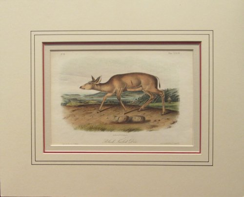 Black-Tailed Deer. Plate LXXVIII from 