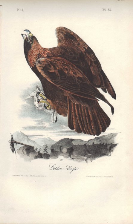 Golden Eagle