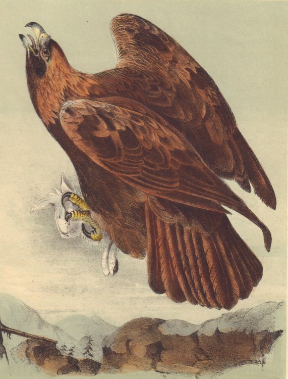Golden Eagle