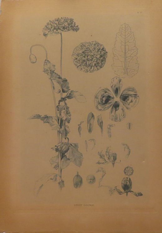 Pavot Double (Documents Decoratifs, plate 27) [poppies]