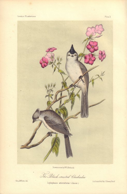 The Black-crested Chickadee: Lophophanes atricristatus (Black-crested titmouse [Baeolophus atricristatus])