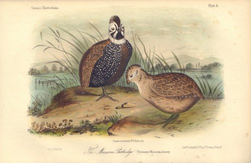 The Moassena Partridge:Cyrtonyx Massena From the first edition of Cassin's Illustrations of the Birds of California, Texas, Oregon, British and Russian America